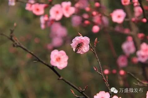 開桃花|桃花開 